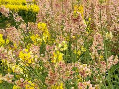 -三圣花乡旅游区