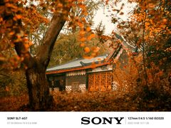 -千年银杏谷文化旅游区