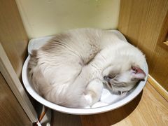 -猫和宫(六道口店)