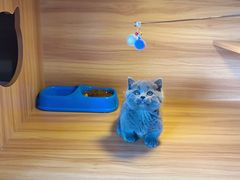 -猫十亿·布偶金渐层·曼基康矮脚猫舍(青年路店)