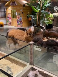 -造物庄园 萌宠纪(苏州湾歌林公园店)