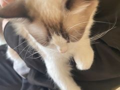 -Bastet sally猫舍购宠(静安店)