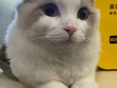 -白兔子密室(长寿路店)