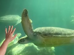 -广东惠东海龟国家级自然保护区