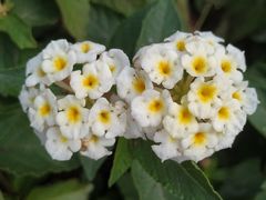 -上海市惠民中学