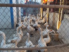 -鱼窝棚柴火铁锅炖(富山屯店)