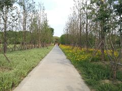 景点-昆山城市生态森林公园