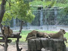 -上海野生动物园