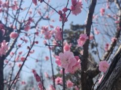 -无锡梅园公园