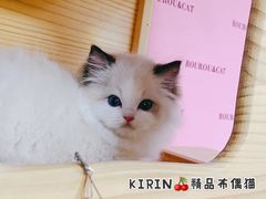 -十年猫舍·猫咪专门店(普陀店)