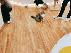 -COLOR PETS 撸猫馆·购猫·猫咖(长风大悦城店)