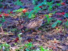 -白鹭湾湿地公园