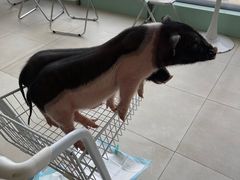 -怪兽屋·羊驼·猫咖·狗咖(俊华广场店)