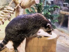 -正佳雨林生态植物园