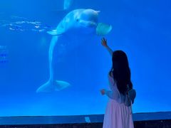 -海合安成都极地海洋公园