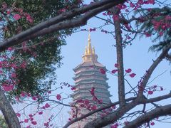 -红梅公园
