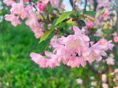 -广富林郊野公园