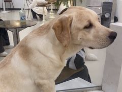 -共舞时光猫咖·狗咖(新街口店)