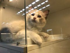 -lincat·猫舍(广州店)