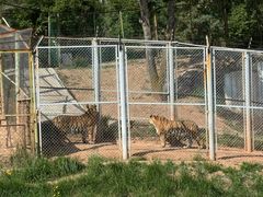 -青藏高原野生动物园