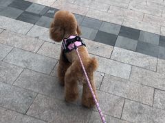 -Goku PET SHOP宠物视觉生活馆(双井店)