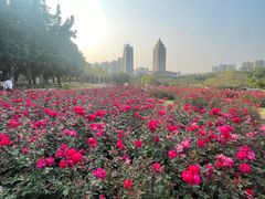 -深圳龙潭公园