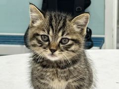 -达爱动物医院·犬猫分区·CT·复杂眼科(远洋山水分院)