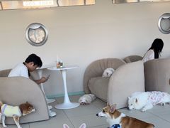 -怪兽屋·羊驼·猫咖·狗咖(俊华广场店)
