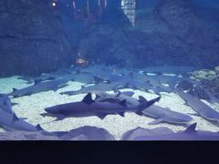 -烟台海昌鲸鲨海洋公园