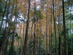 -凤栖山