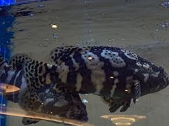 -皇朝尊会(龙之梦大酒店)