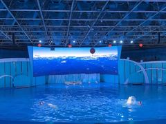 -海合安青岛极地海洋公园
