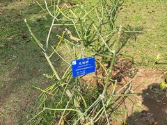 -中国科学院西双版纳热带植物园