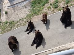 -大青山野生动物园