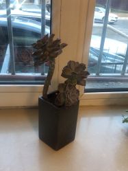 -瑶芳清颜草本祛痘