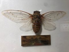 -上海昆虫博物馆