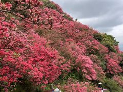 -木兰云雾山