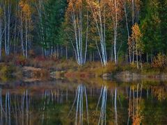 -五营红松林海景区