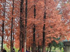 -白鹭湾湿地公园