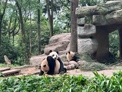-中国大熊猫保护研究中心雅安碧峰峡基地