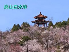 -白水寺森林公园