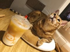 -啵啵喵·猫咖(攀华国际店)
