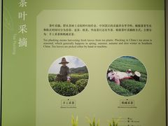 -中国茶叶博物馆(双峰馆区)