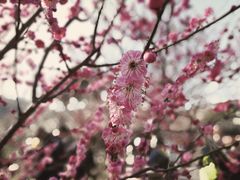 -香雪海