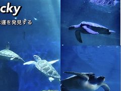 -广东惠东海龟国家级自然保护区