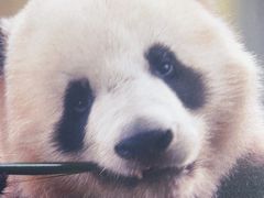 -眉州东坡(清河万象汇店)