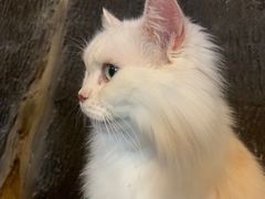 -猫猫幼稚园·撸猫·桌游·电玩