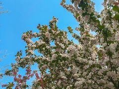 -长白岛森林公园