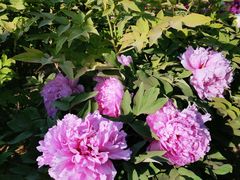 -莲花池公园
