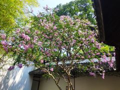 -上海醉白池公园